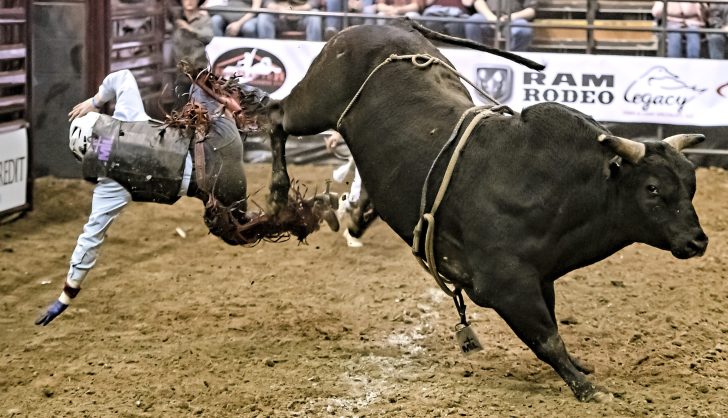 bull, bull rider, bull riding