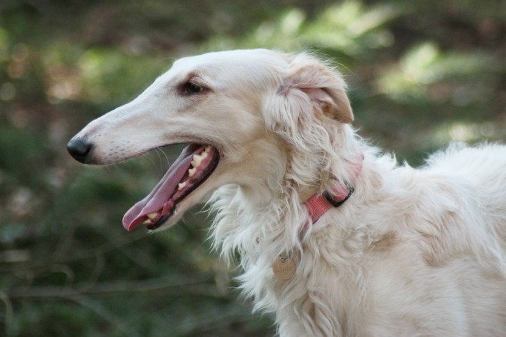 borzoi, dog, greyhound