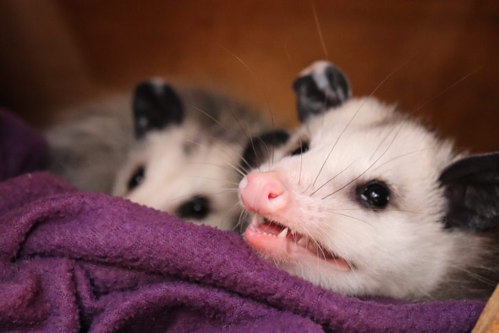 Virginia Opossum
Taken at Fox Valley Wildlife Center in Elburn, Illinois