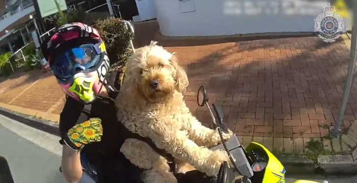 Daredevil Takes Her Dog For A Ride On A Motorcycle, It Doesn't End Well
