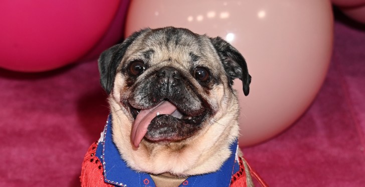 Doug The Pug Now Has A College Degree — Adorable But Why