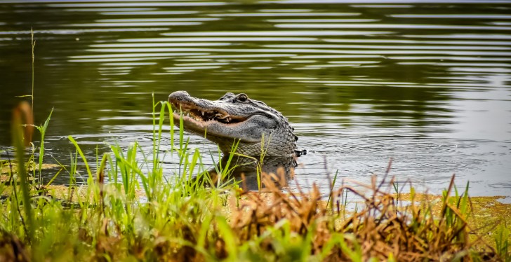 Florida Man Swims In Gator Infested Swamp, Allegedly Attacks Police With Garden Shears