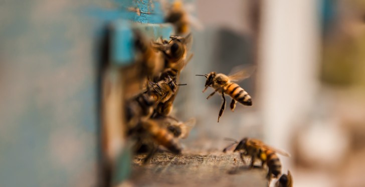 Not The Bees! Frantic Man Killed By Swarm After Crashing Through Neighbor's Yard