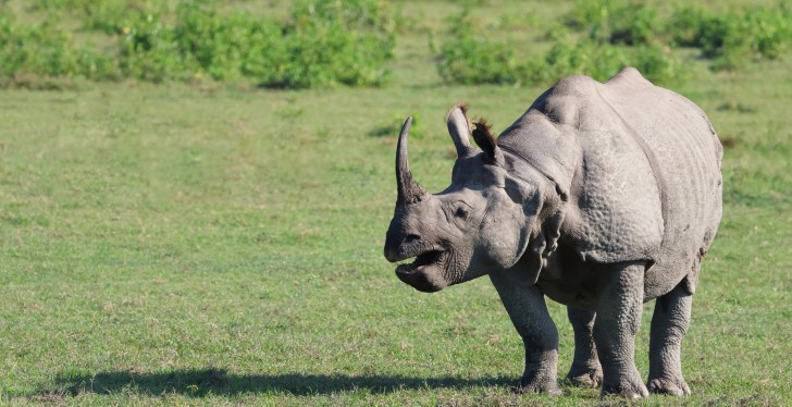 Rhino Crashes Wedding, Makes For Unforgettable Night
