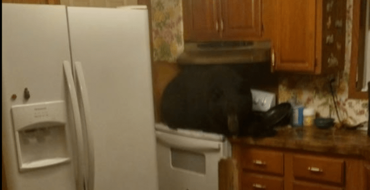 Shocked Homeowner Finds Black Bear Crouched On Stove