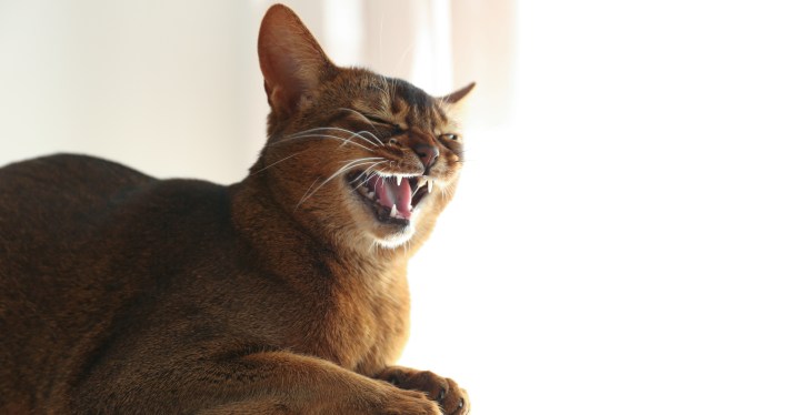 Simple Cat Bite Turns Into Prolonged Hospital Stay For Owner I Wanted Them To Amputate It