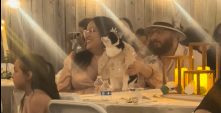 You May Be Cool But You Will Never Be Cat Driving Around In A Toy Car Cool