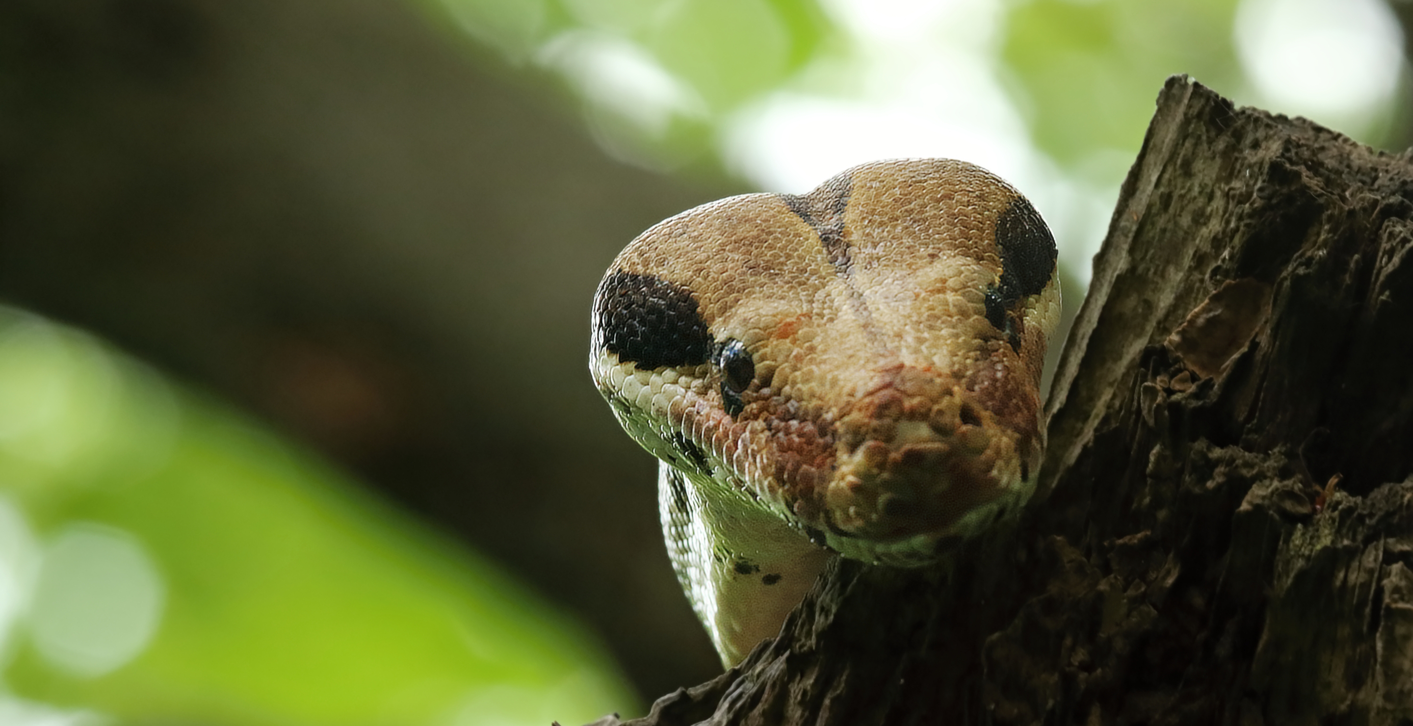 Boa Constrictor Found Lurking In McDonald's Drive Thru Window