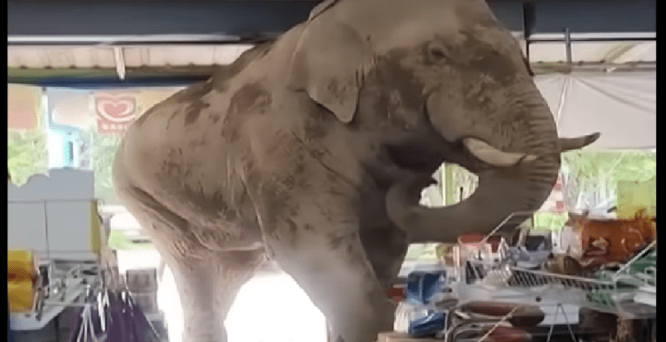 Elephant grocery store