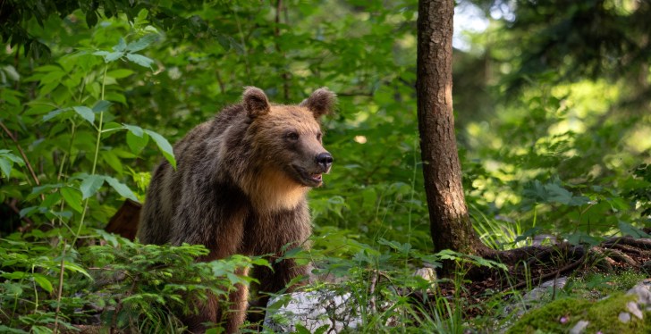 Hiker Dies After Grizzly Bear Slings Him Into 2,600 Foot Ravine