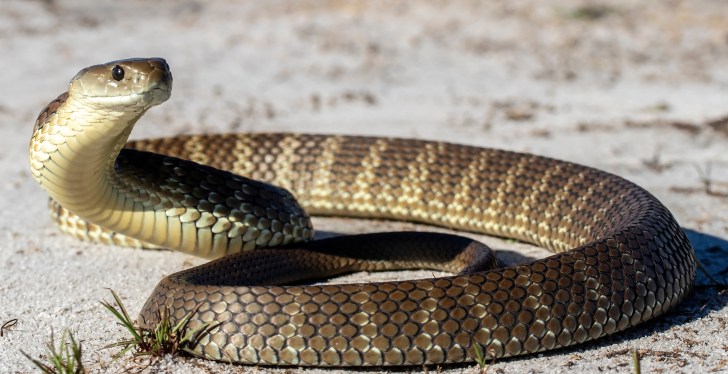 Horrified Woman Gets Fright Of Her Life When Massive Snake Rings Doorbell