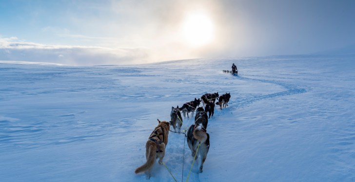 How A Pack Of Dogs Became The Secret Saviors Of World War 2 You Never Heard Of