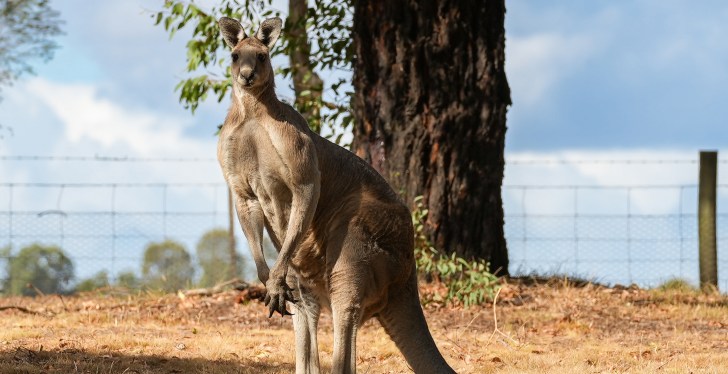 Man Gets In Wild Fight With Kangaroo In Flood Waters