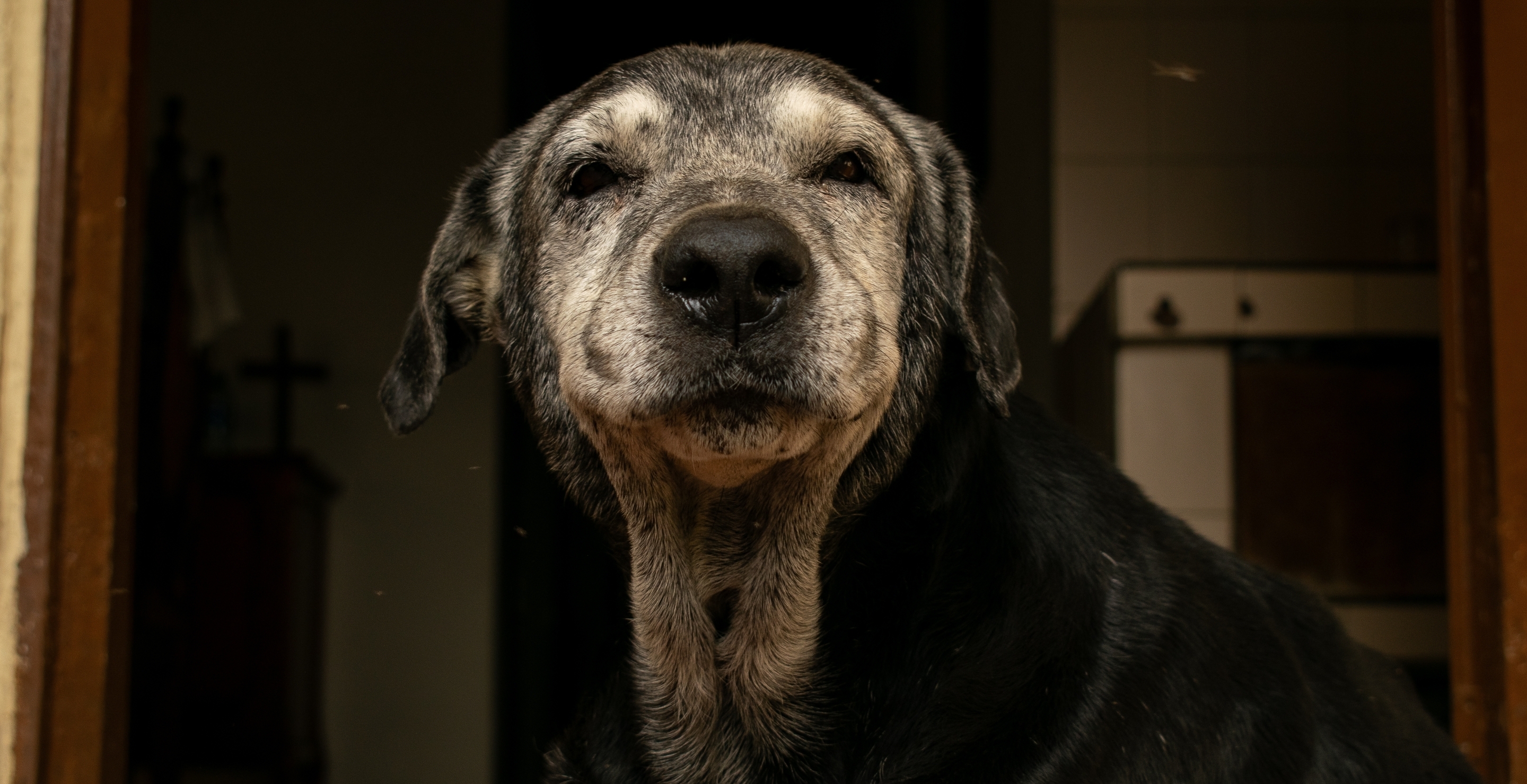 Man Gets Ultimate Revenge On Sister After She Refused To Watch His Elderly Dog