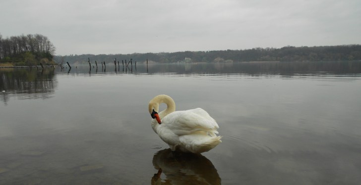 New York Thieves Make Off With A Massive Swan In Bizarre Crime