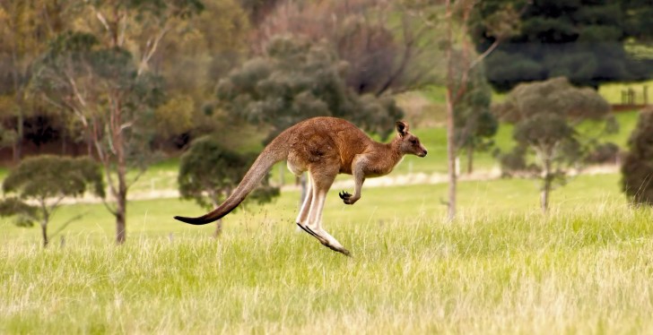 On The Loose Kangaroo Inches From Causing Massive Wipeout During Horse Race