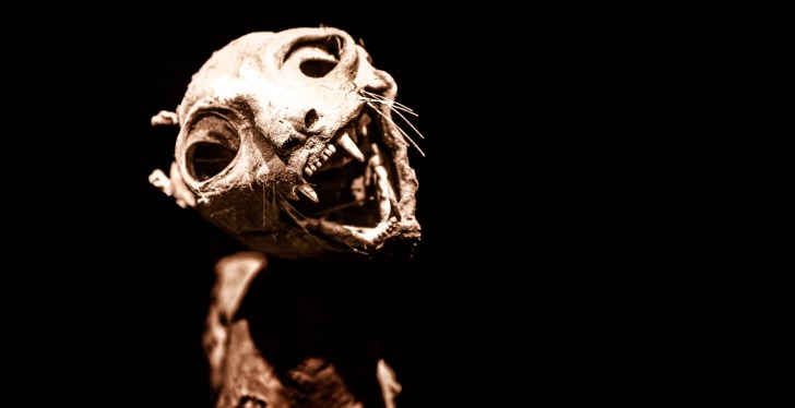 There May Be A Dead Cat In Your Walls, And You Should Be Pleased About It