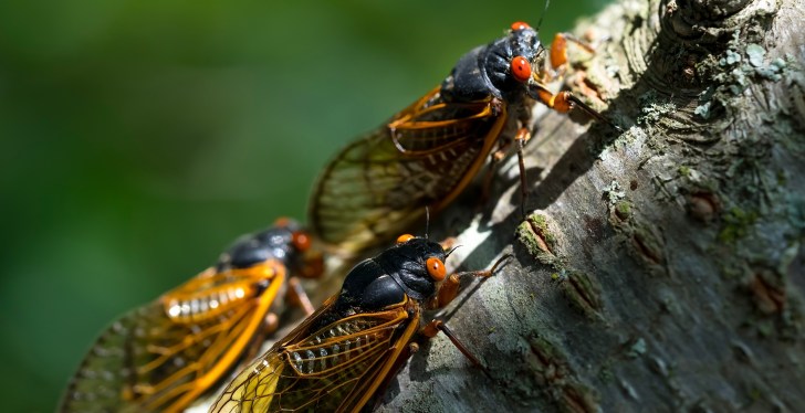 Things Are About To Get Biblical In These States Thanks To Cicada Swarms