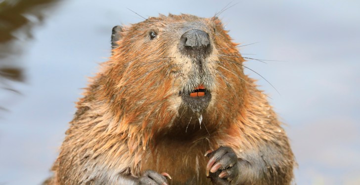 Turns Out Beavers Fart Too As Hilarious Trail Cam Shows