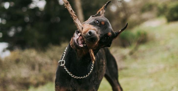 Battle Of Doberman Vs Butterfly Has Surprising Victor