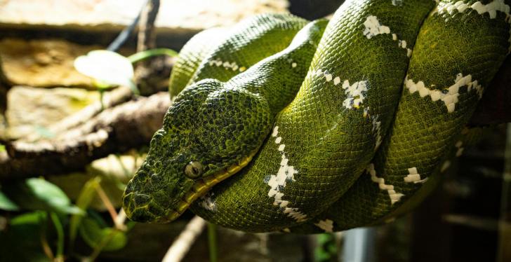 Florida Is Going To War With Snakes Thanks To Robo Bunnies