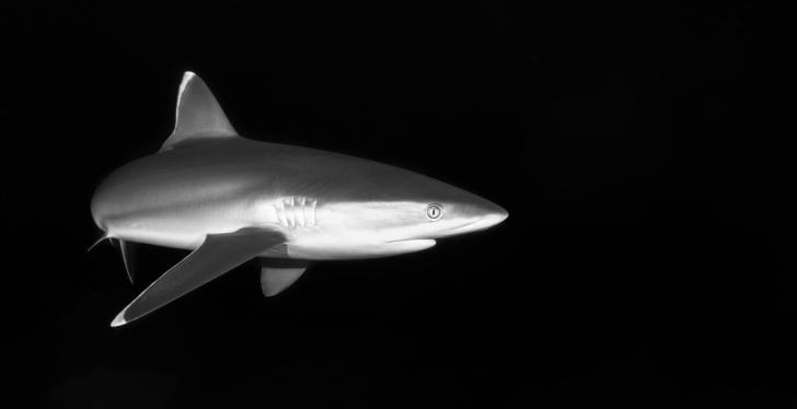 Florida Man Headbutted By Shark In Wild Encounter