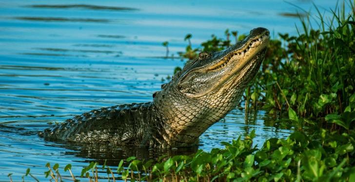 Gator Steals Woman's Flip Flop While British Woman Narrates