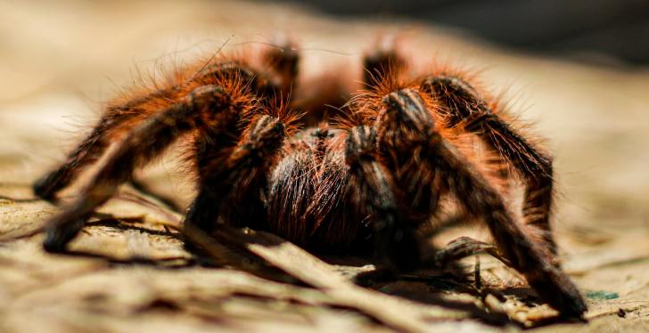 Hordes Of Tarantulas Descend Upon These States