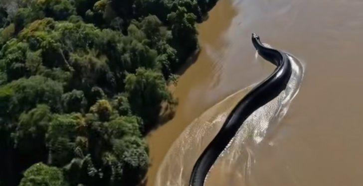 Internet Easily Fooled Over Giant Snake Video That's Literally Unreal