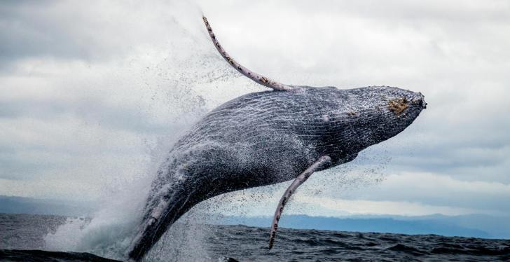 Man Describes Surreal Moment Humpback Whale Tried To Save Him