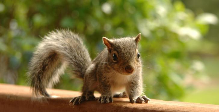 Man Gets Attacked By A Squirrel In Nutty Video