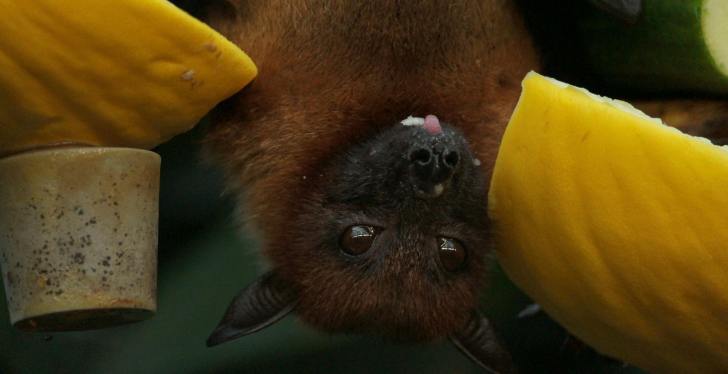 Man In Critical Condition After Contracting Rare Bat Virus