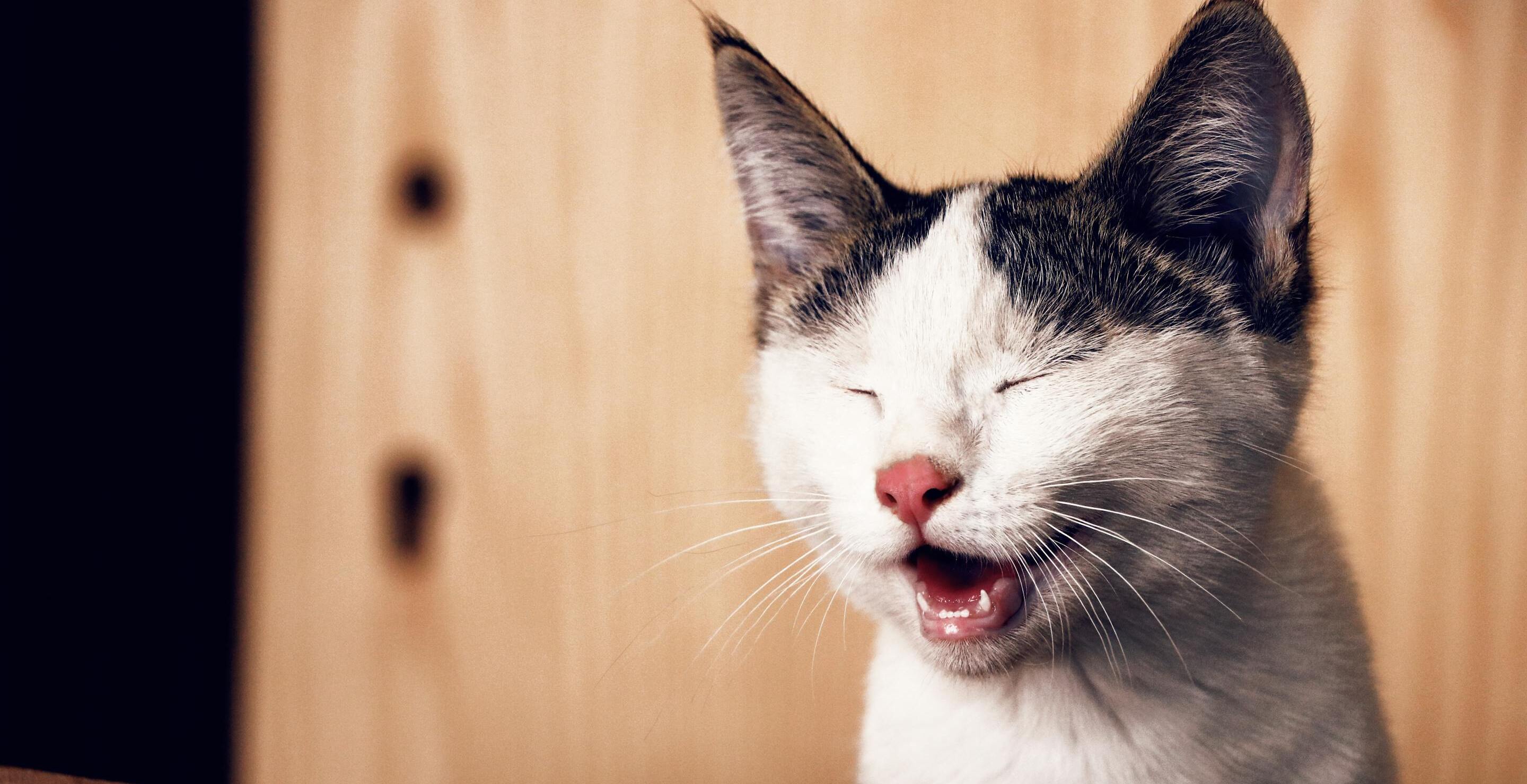 Mischievous Cat Keeps Stealing People's Underwear In Neighborhood