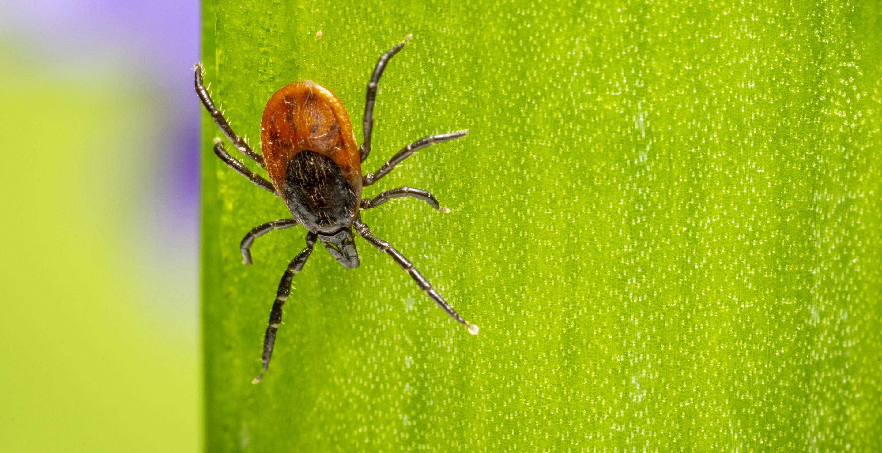 Mom Tucking Her Kid Into Bed Spotted tick That Makes My Skin Crawl (1)