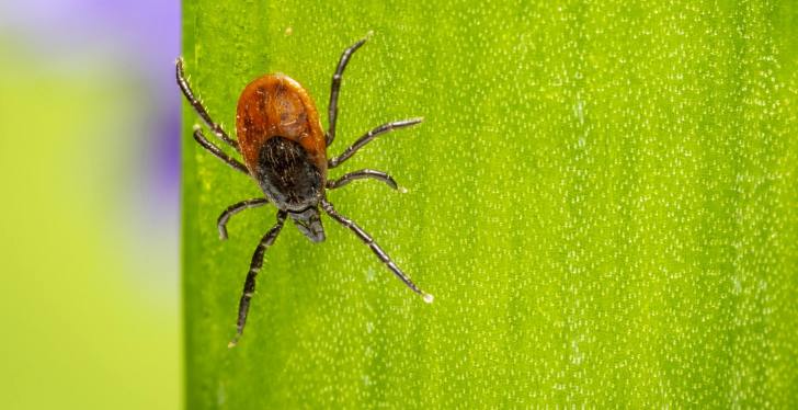 Mom Tucking Her Kid Into Bed Spotted tick That Makes My Skin Crawl (1)