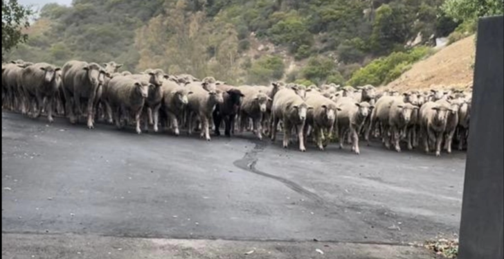More Than 300 Sheep Fill California Street After Getting Loose