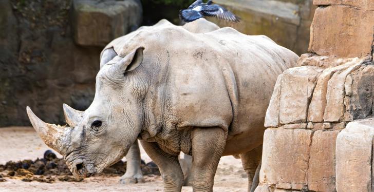 Ozzy Osbourne Has Officially Reincarnated As A White Rhino (At Least In Name)