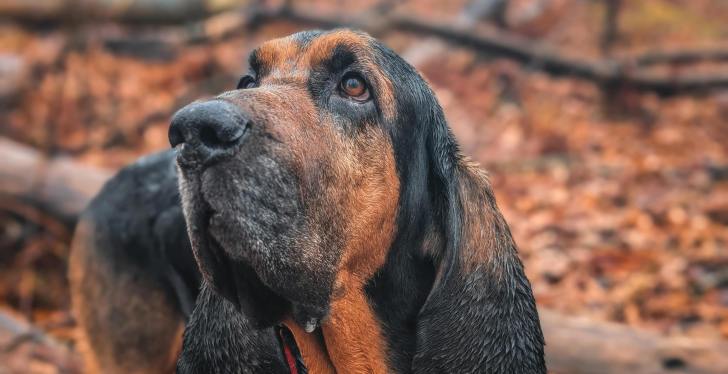 Police Dog Killed After Ingesting Sausages Filled With Nails
