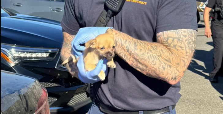 Puppy Accidentally Overdoses On Fentanyl