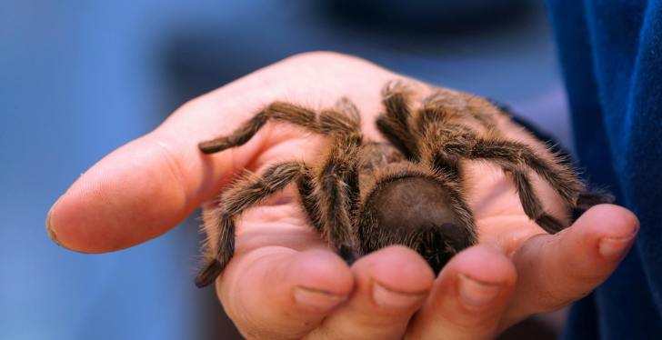 Someone Shipped More Than 1,500 Spiders Inside Cake Boxes