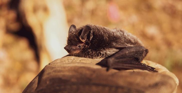 Teen Dies From Brain Swelling Bat Virus