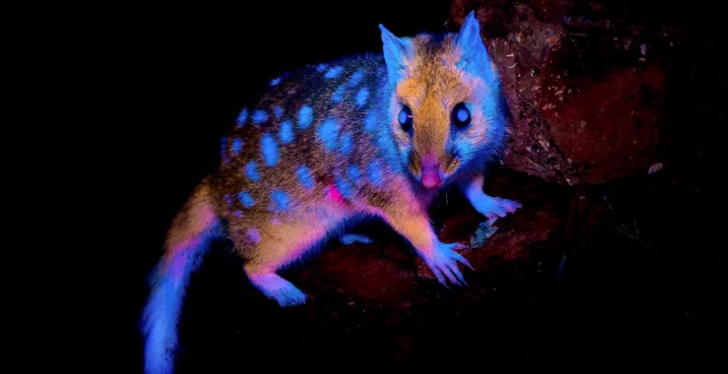 This Marsupial Must Be Going To A Rave Because It's Glow In The Dark