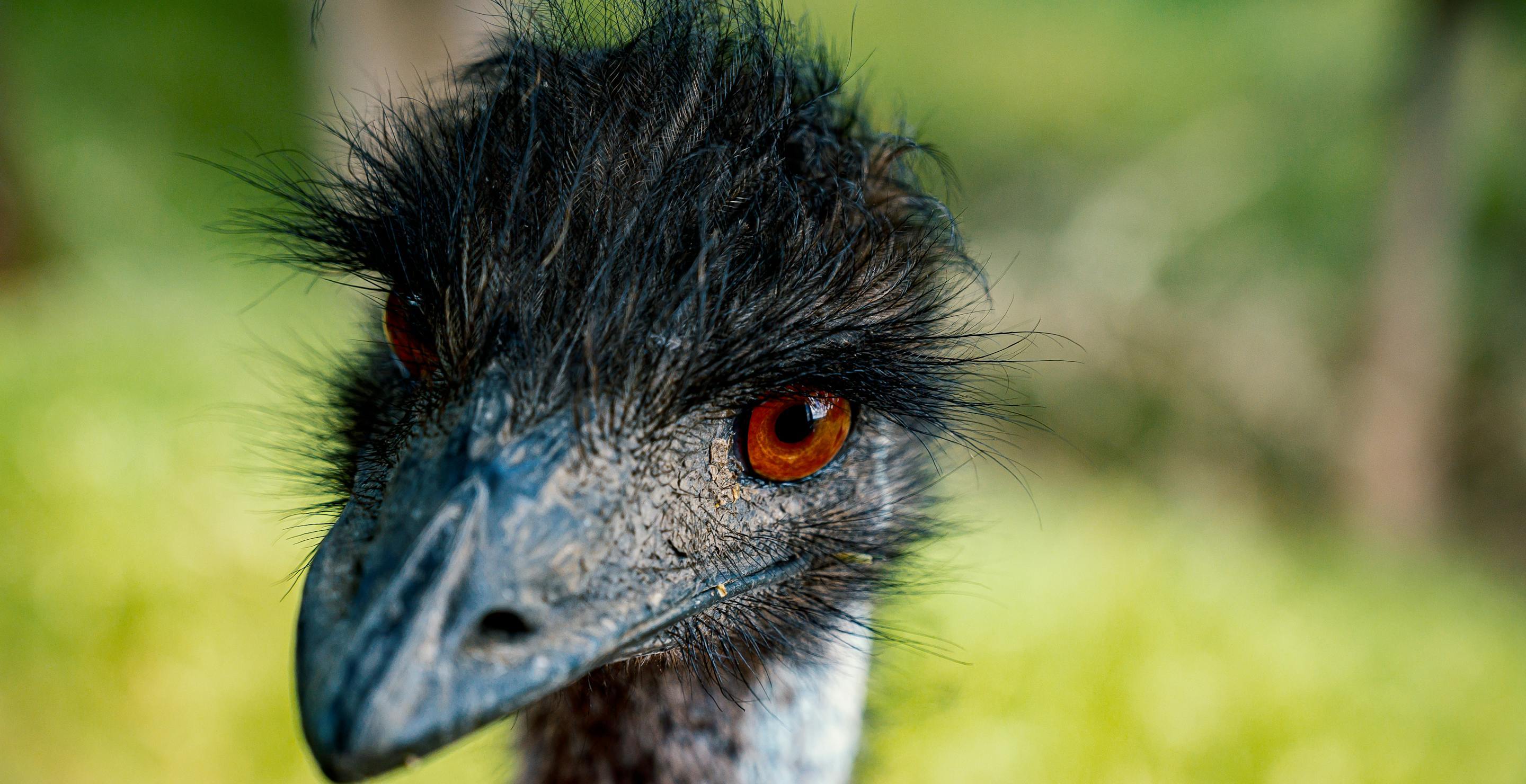 This emu Has To Be One Of The Most Unusual Animal Rescue In Florida Ever