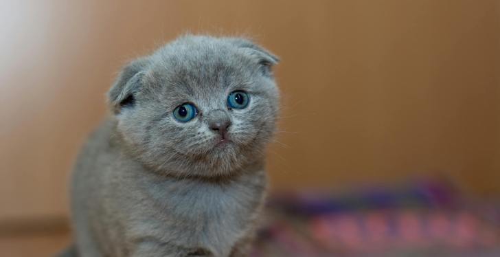 Town Is Holding Its Own Cat Election