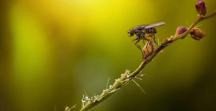 Why America Is Planning To Drop Millions Of Flies From The Sky