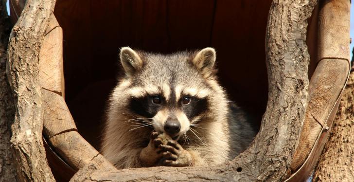 Woman Battles It Out With Raccoon Outside her House