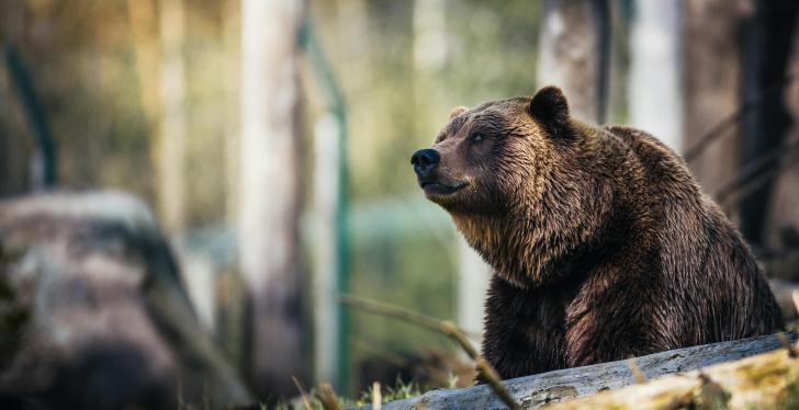 Woman Uses Her Water Bottle To Fight Off A Bear