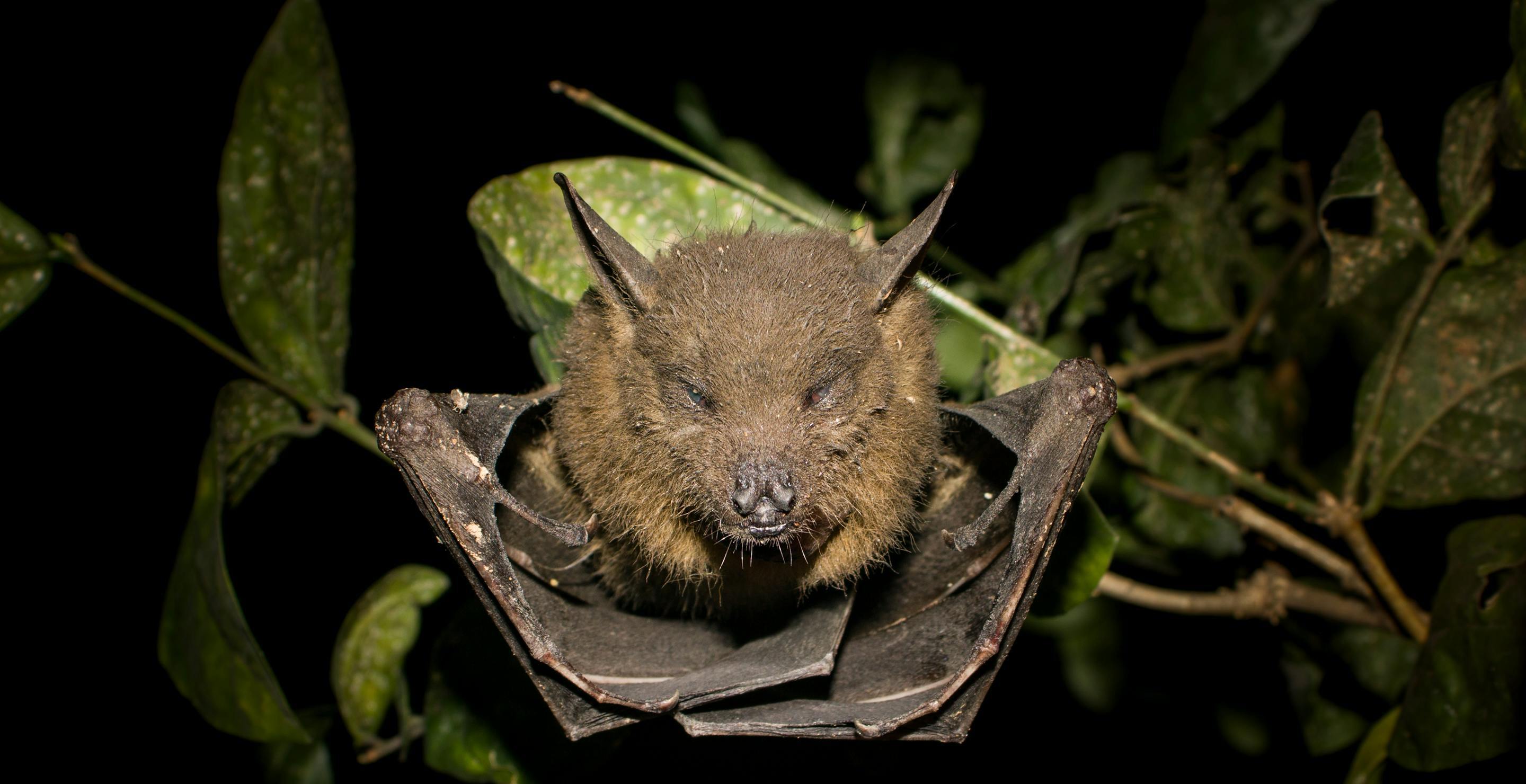 A Bat Flew Into A Woman's Mouth