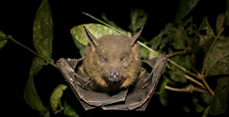 A Bat Flew Into A Woman's Mouth