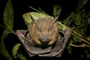 A Bat Flew Into A Woman's Mouth